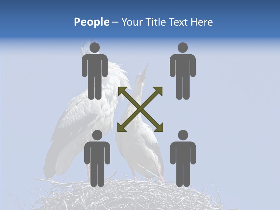 Life Bird Heterosexual PowerPoint Template