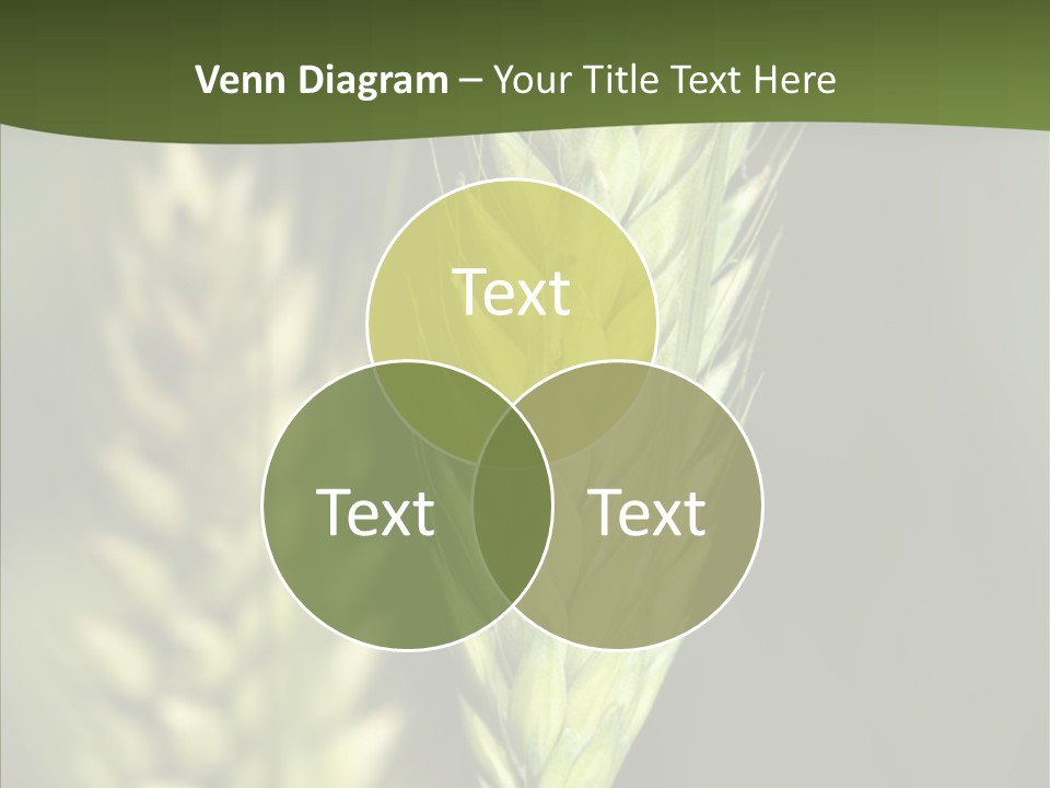 Grain Green Bread PowerPoint Template