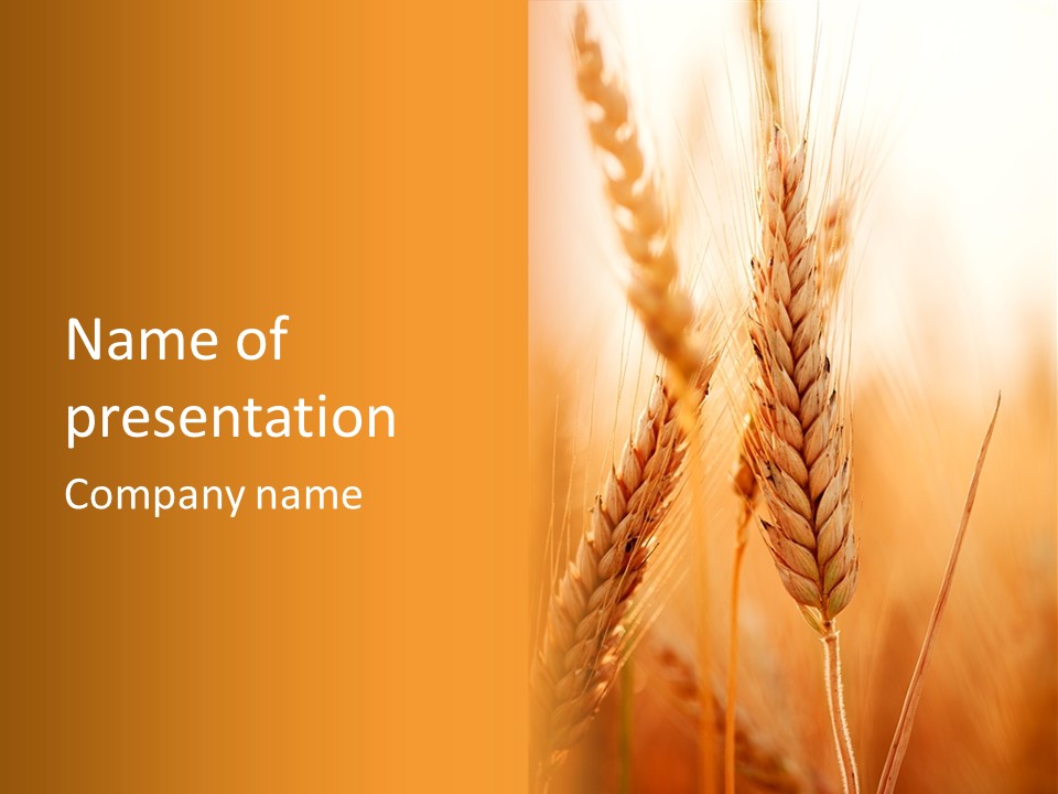 Harvesting Rye Seed PowerPoint Template