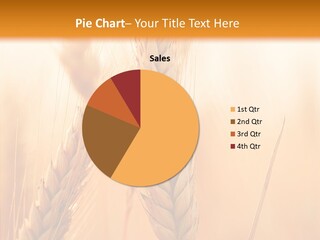 Harvesting Rye Seed PowerPoint Template