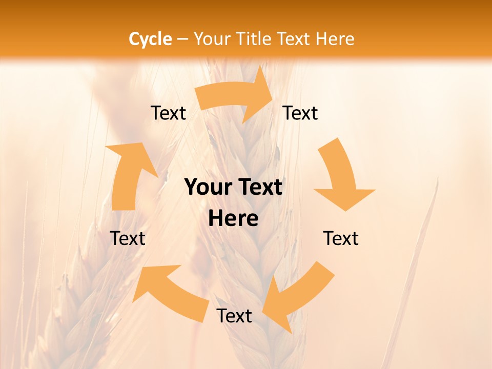 Harvesting Rye Seed PowerPoint Template