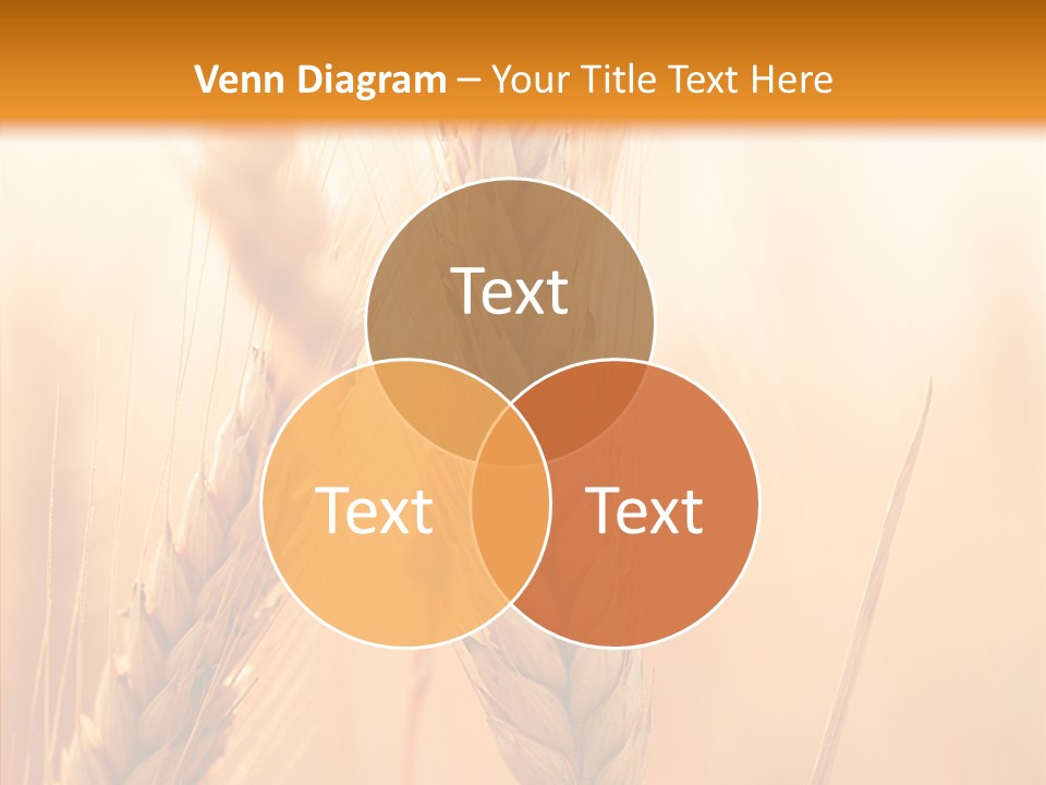 Harvesting Rye Seed PowerPoint Template