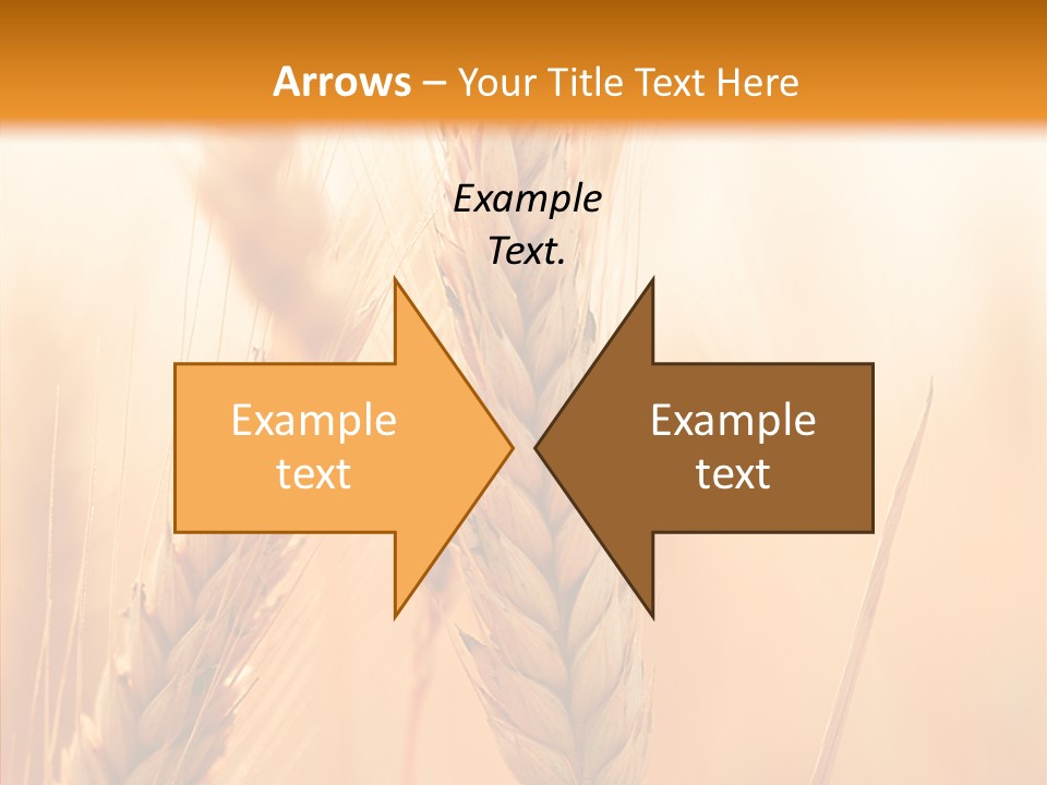 Harvesting Rye Seed PowerPoint Template