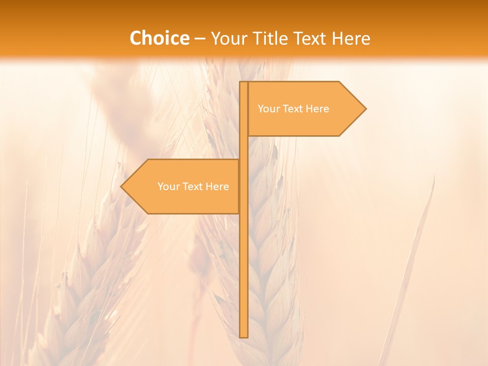 Harvesting Rye Seed PowerPoint Template