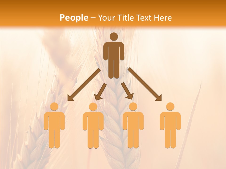 Harvesting Rye Seed PowerPoint Template