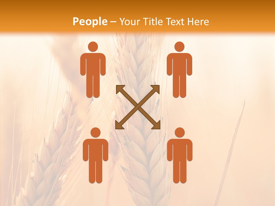 Harvesting Rye Seed PowerPoint Template