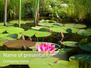 Blossom Floating Lilies PowerPoint Template