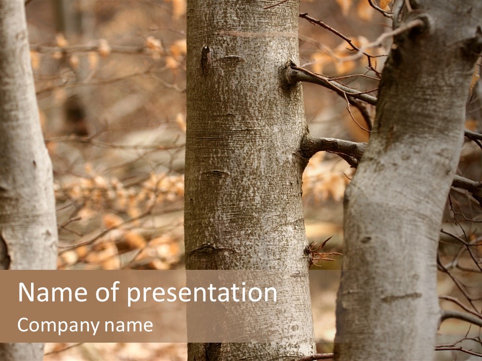 Shape Tree Detail PowerPoint Template