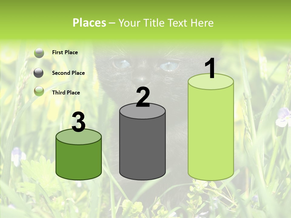 Cat Pets Small PowerPoint Template