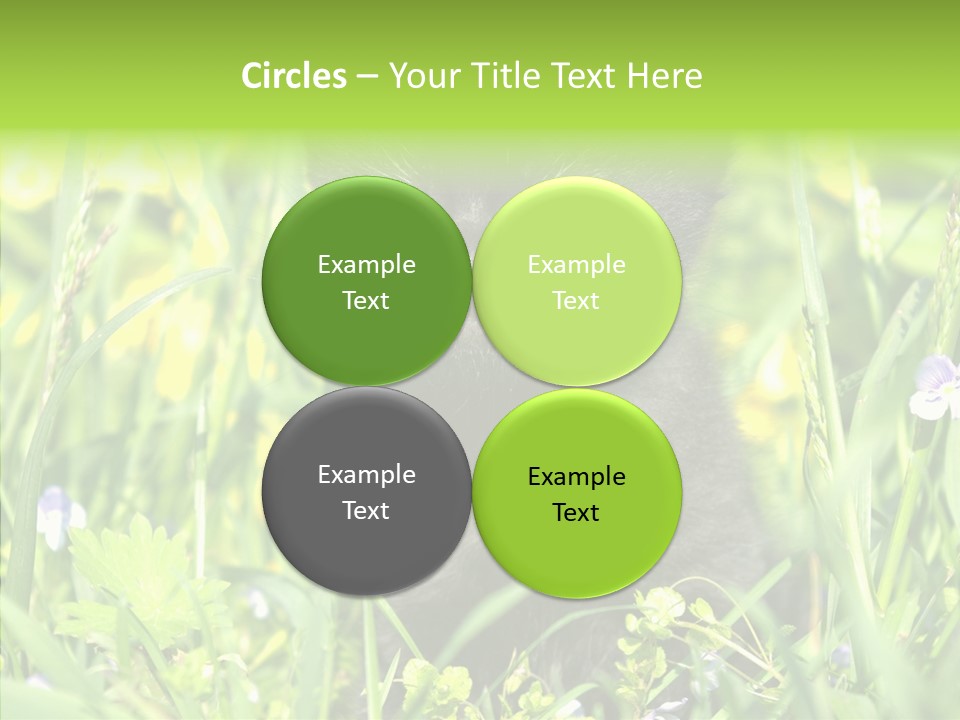 Cat Pets Small PowerPoint Template