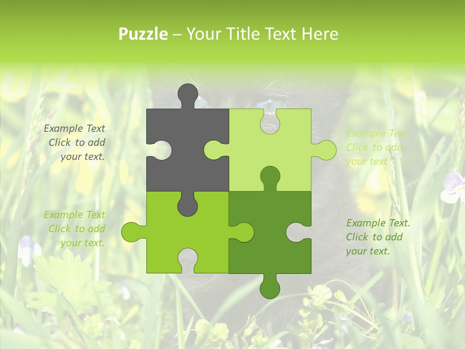 Cat Pets Small PowerPoint Template