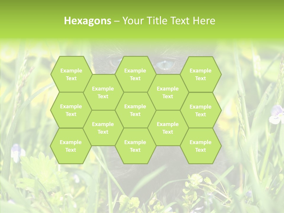 Cat Pets Small PowerPoint Template