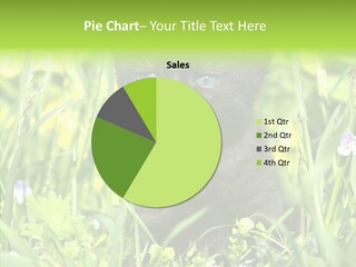 Cat Pets Small PowerPoint Template