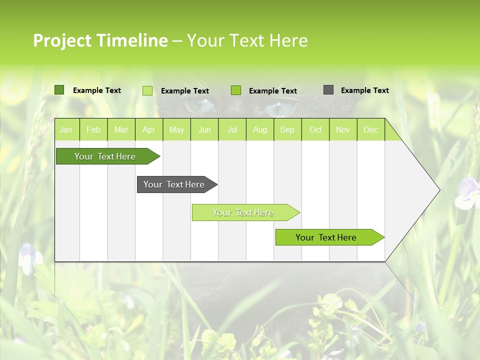 Cat Pets Small PowerPoint Template