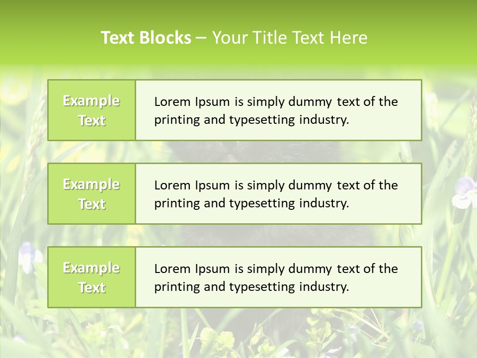 Cat Pets Small PowerPoint Template