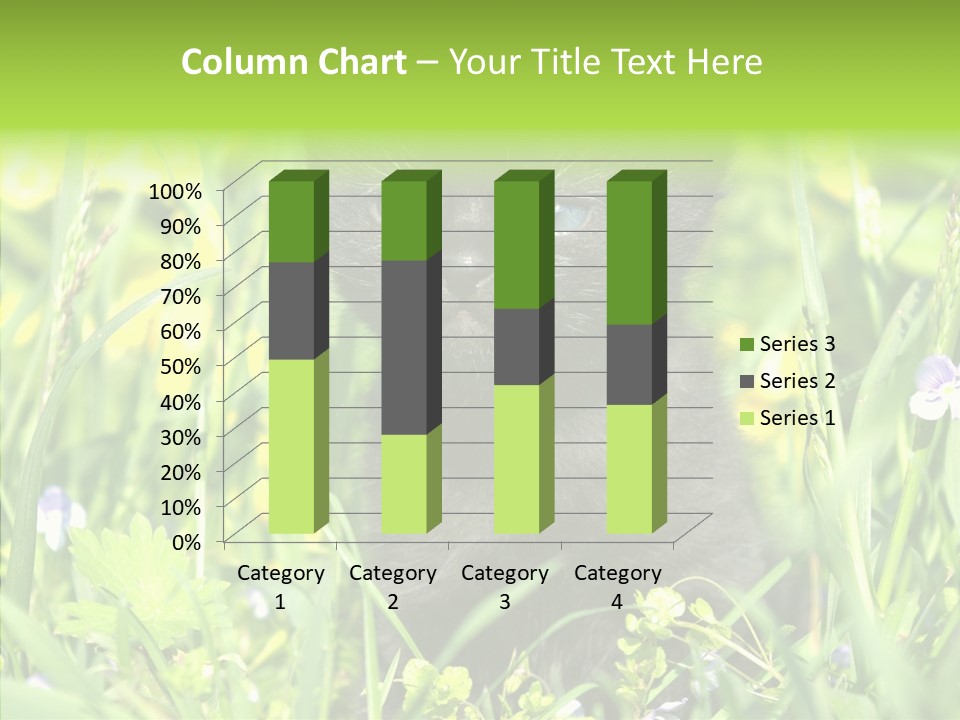 Cat Pets Small PowerPoint Template