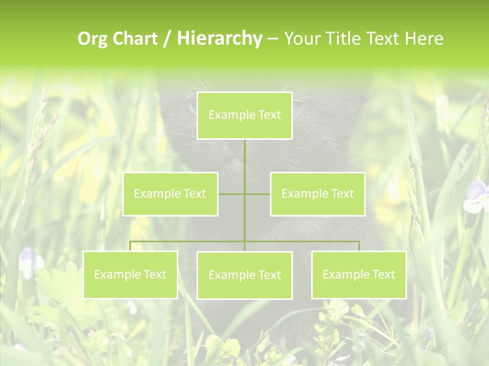 Cat Pets Small PowerPoint Template