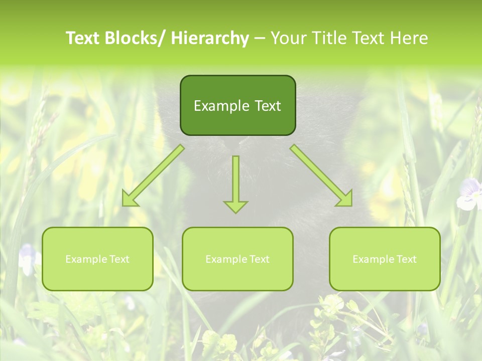 Cat Pets Small PowerPoint Template