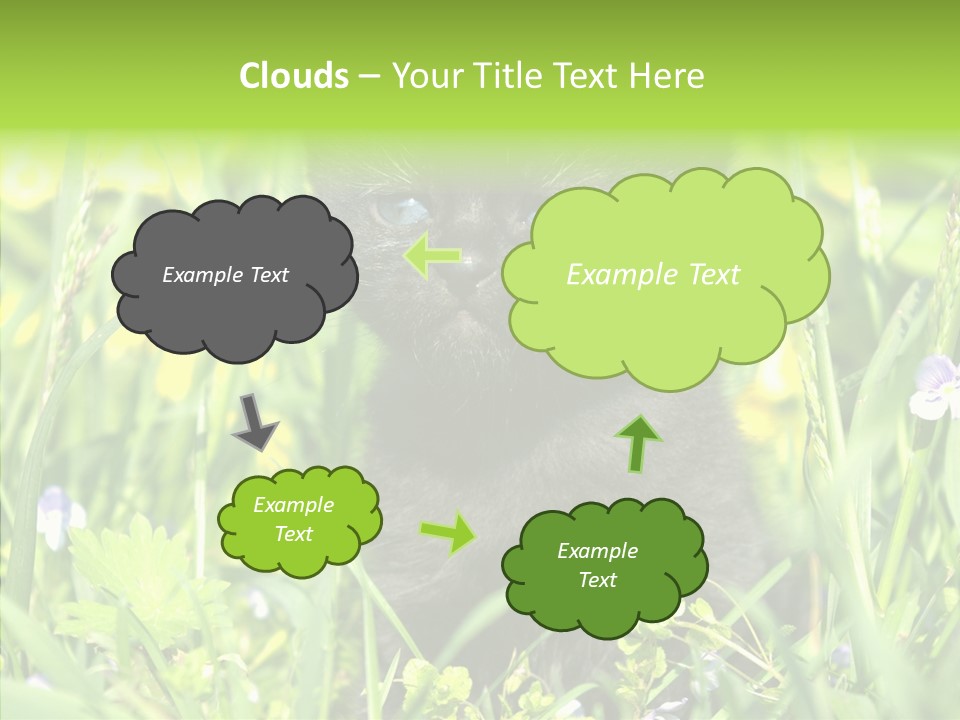 Cat Pets Small PowerPoint Template