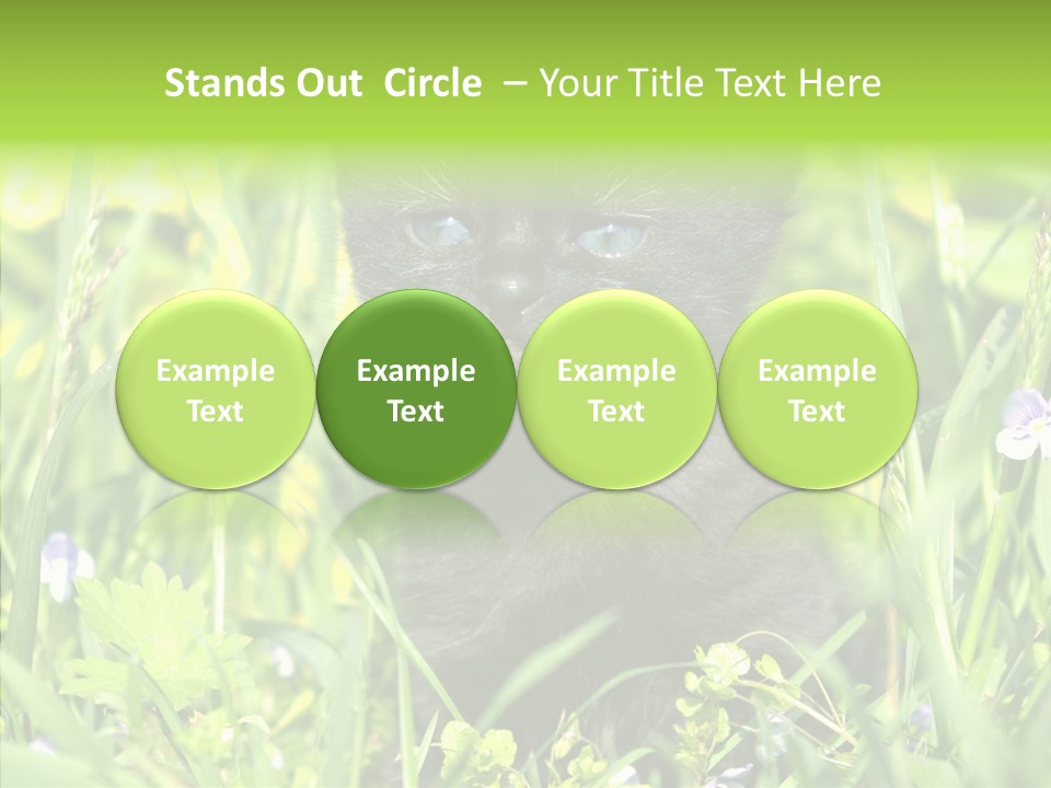 Cat Pets Small PowerPoint Template