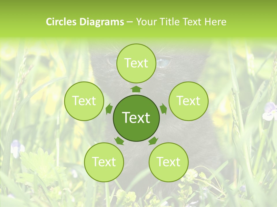 Cat Pets Small PowerPoint Template