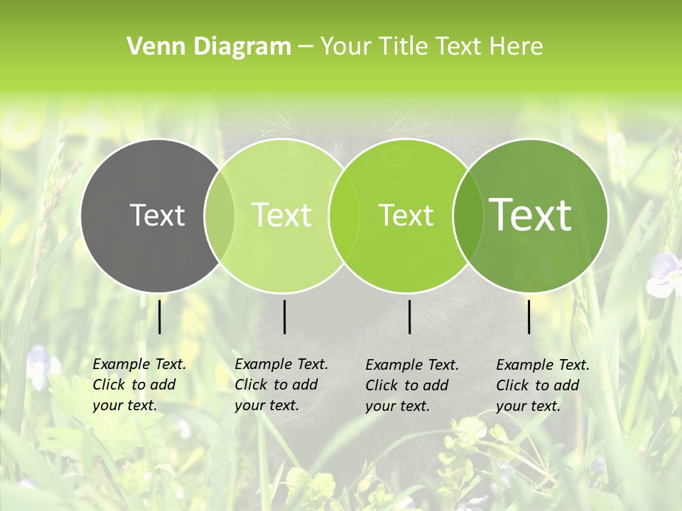 Cat Pets Small PowerPoint Template