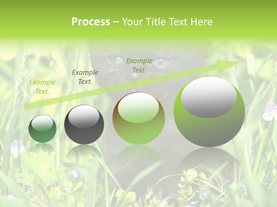 Cat Pets Small PowerPoint Template