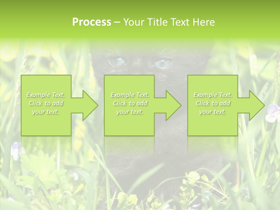 Cat Pets Small PowerPoint Template