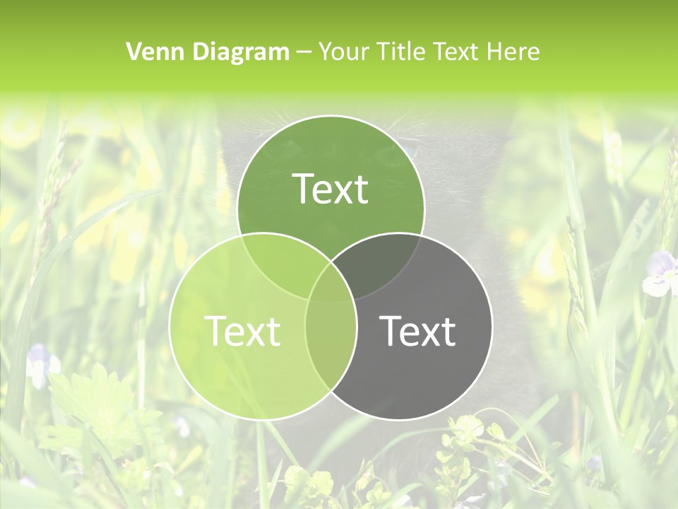 Cat Pets Small PowerPoint Template