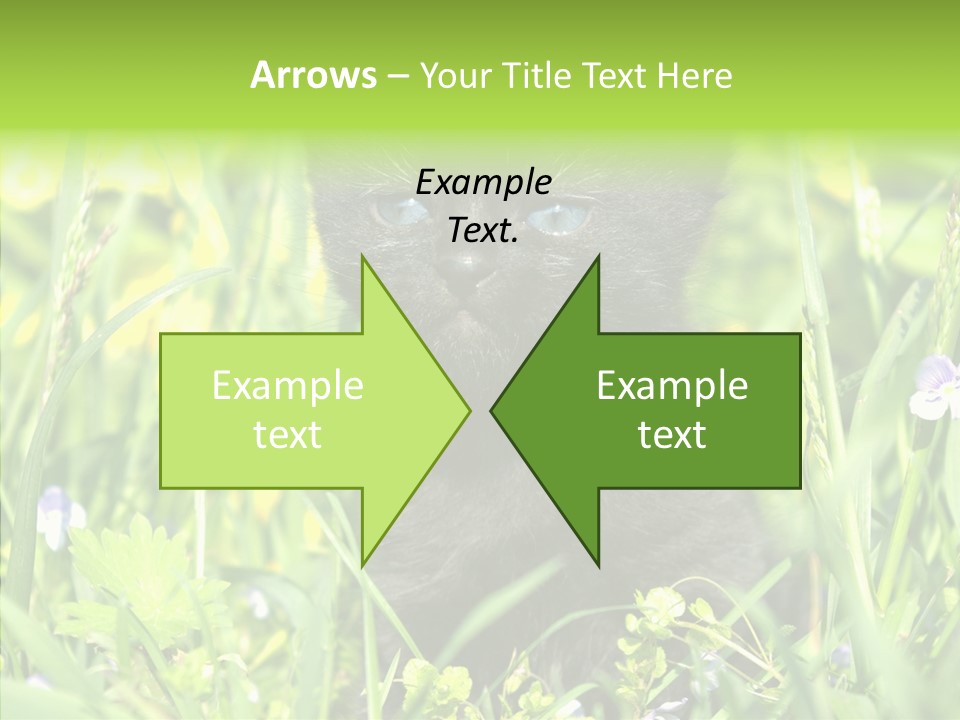 Cat Pets Small PowerPoint Template