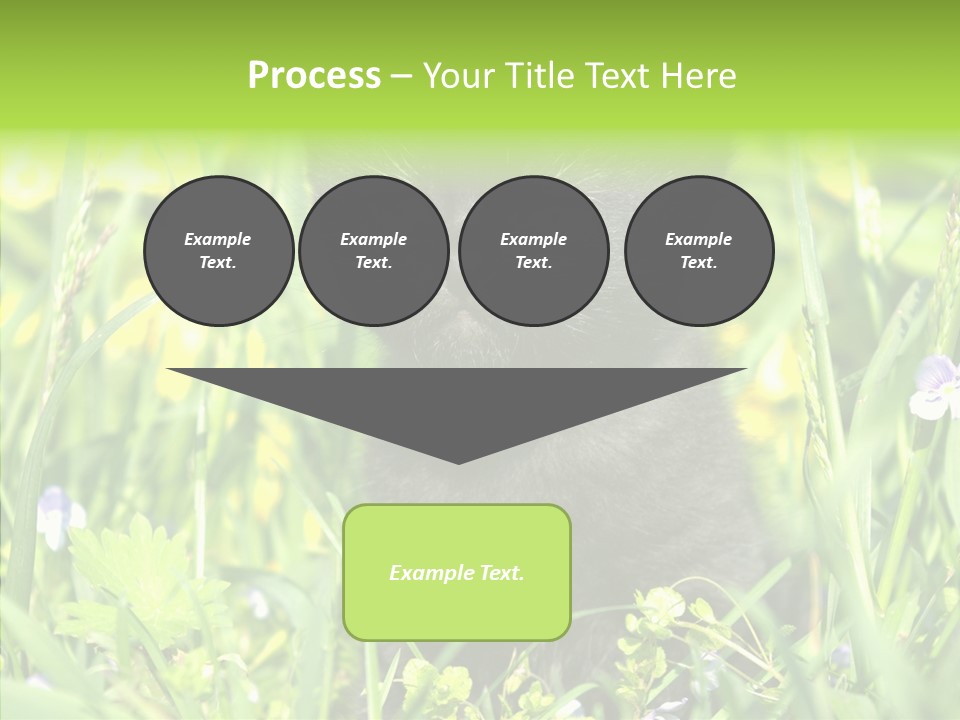 Cat Pets Small PowerPoint Template