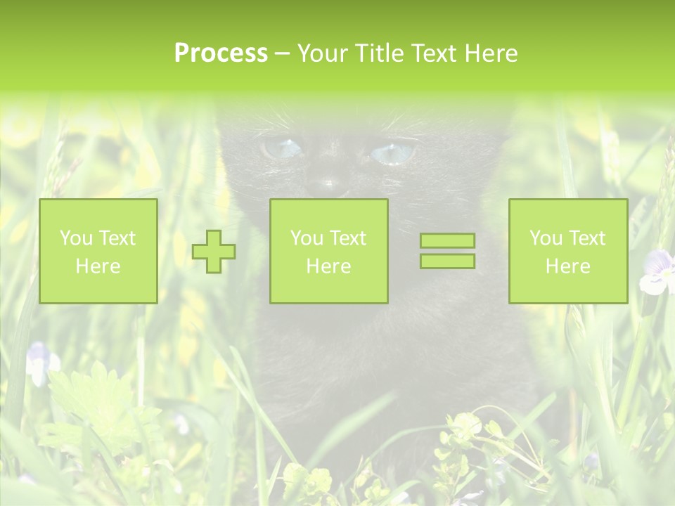 Cat Pets Small PowerPoint Template