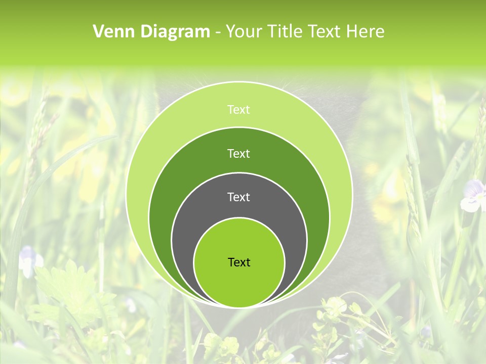 Cat Pets Small PowerPoint Template