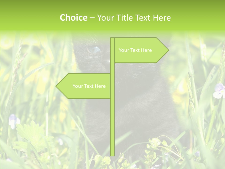 Cat Pets Small PowerPoint Template