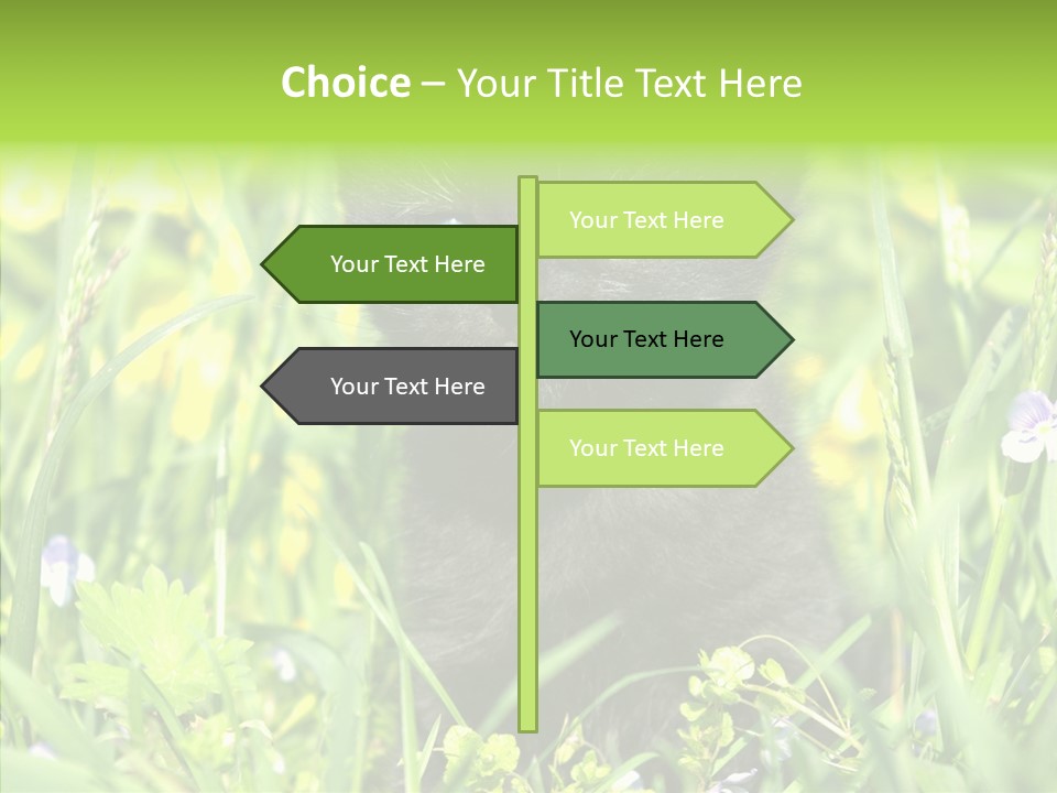 Cat Pets Small PowerPoint Template