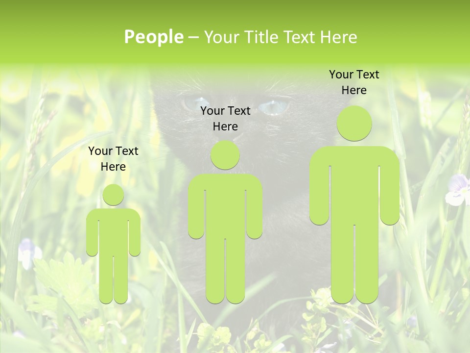 Cat Pets Small PowerPoint Template