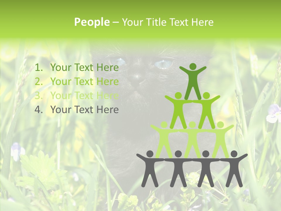 Cat Pets Small PowerPoint Template