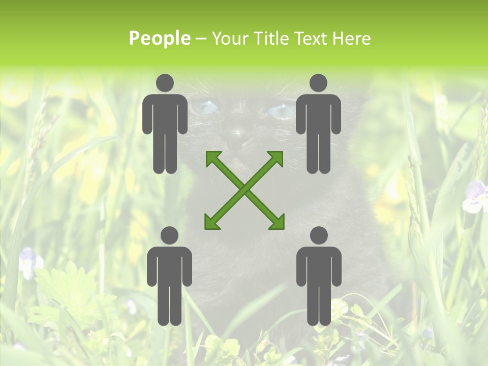 Cat Pets Small PowerPoint Template