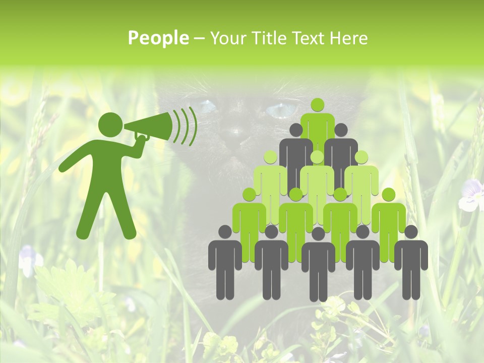 Cat Pets Small PowerPoint Template