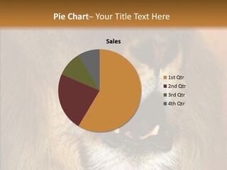 Feline Mouth Animal PowerPoint Template