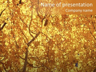 Trees Leaves California PowerPoint Template