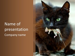 Panic Cat Isolated PowerPoint Template