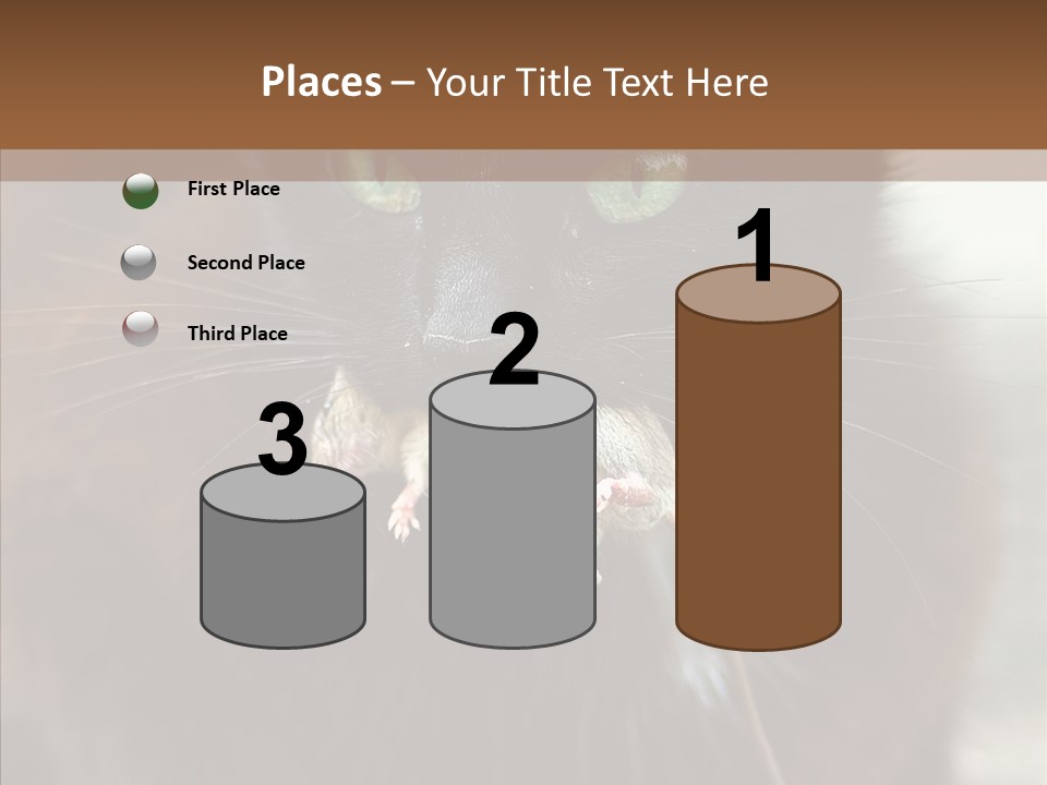 Panic Cat Isolated PowerPoint Template