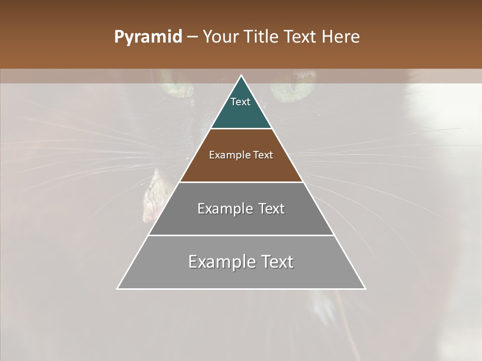 Panic Cat Isolated PowerPoint Template