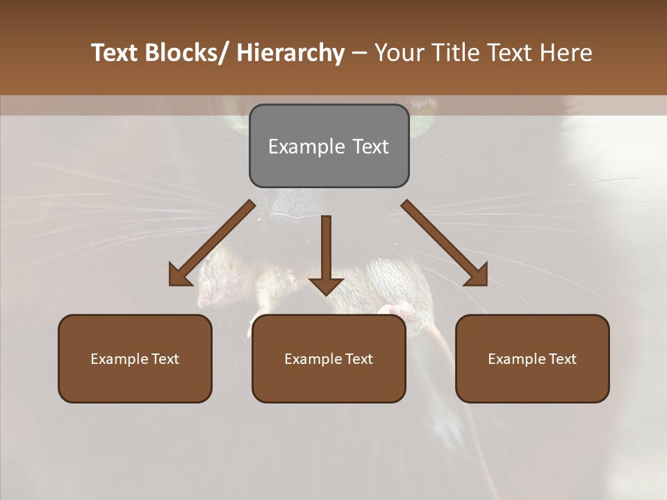 Panic Cat Isolated PowerPoint Template