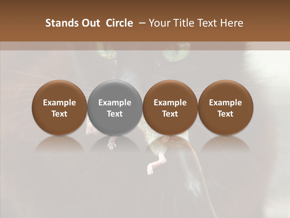 Panic Cat Isolated PowerPoint Template