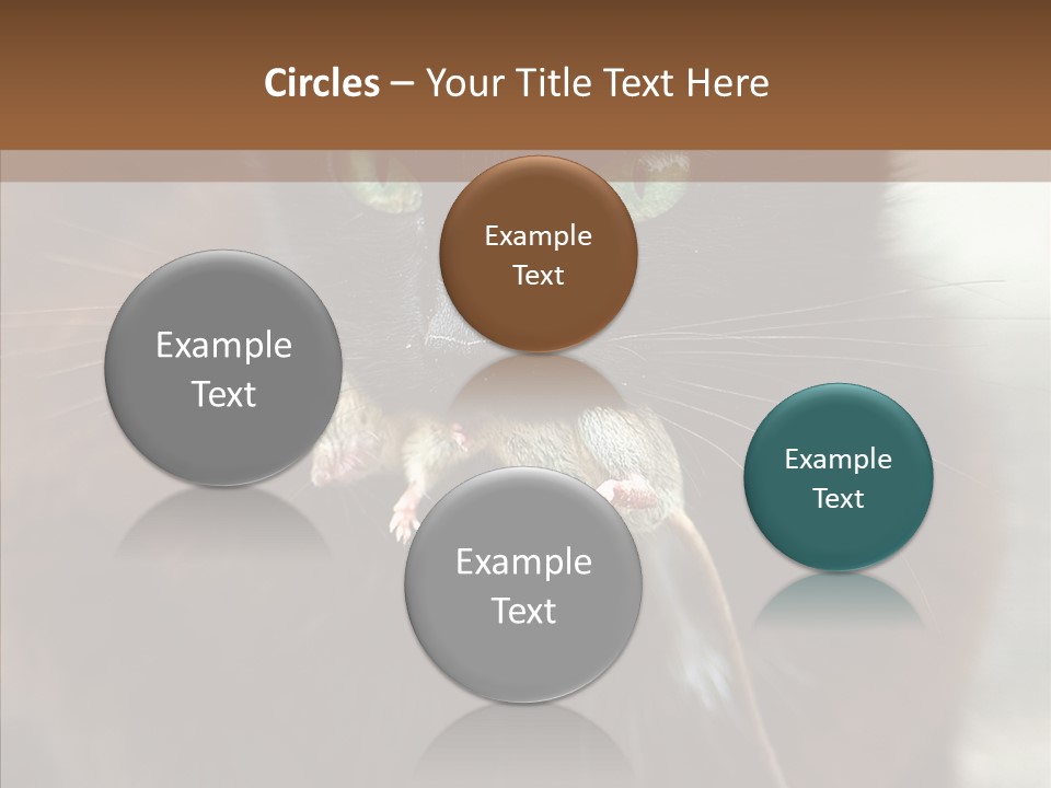 Panic Cat Isolated PowerPoint Template