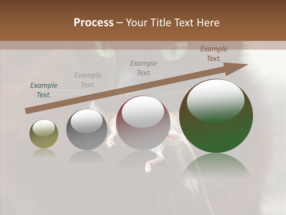 Panic Cat Isolated PowerPoint Template