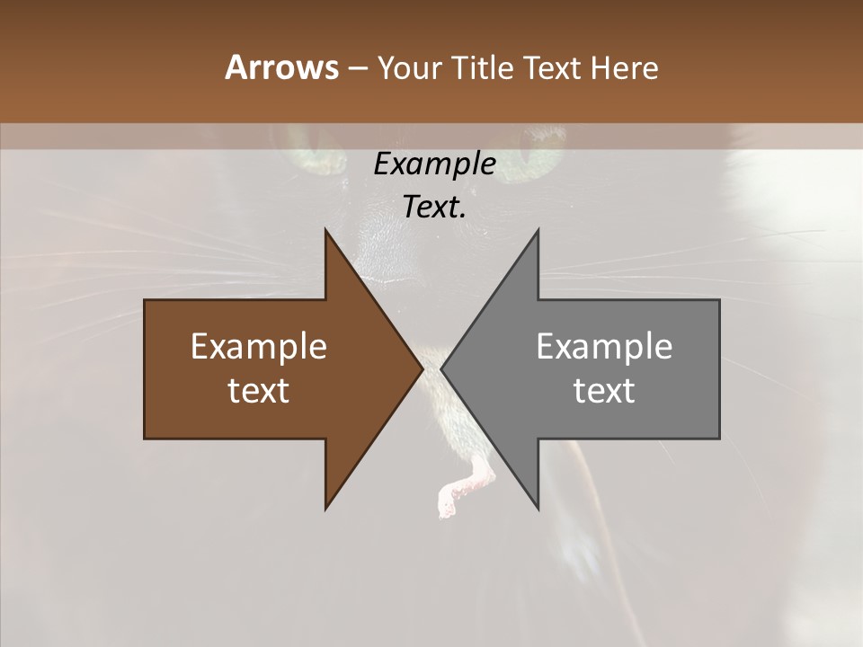 Panic Cat Isolated PowerPoint Template
