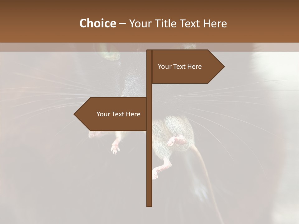 Panic Cat Isolated PowerPoint Template